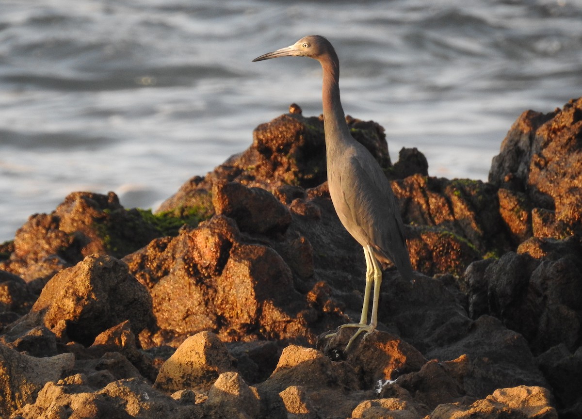 Little Blue Heron - ML638648873