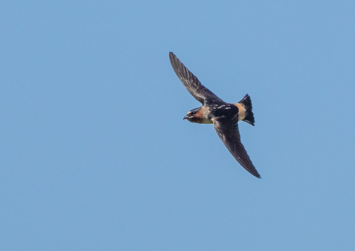 Cliff Swallow - ML638648874