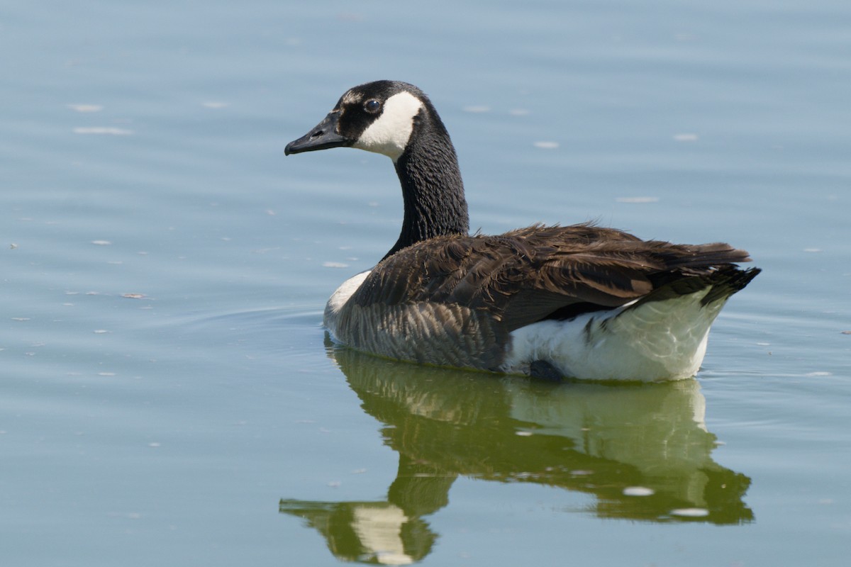 カナダガン - ML638648883