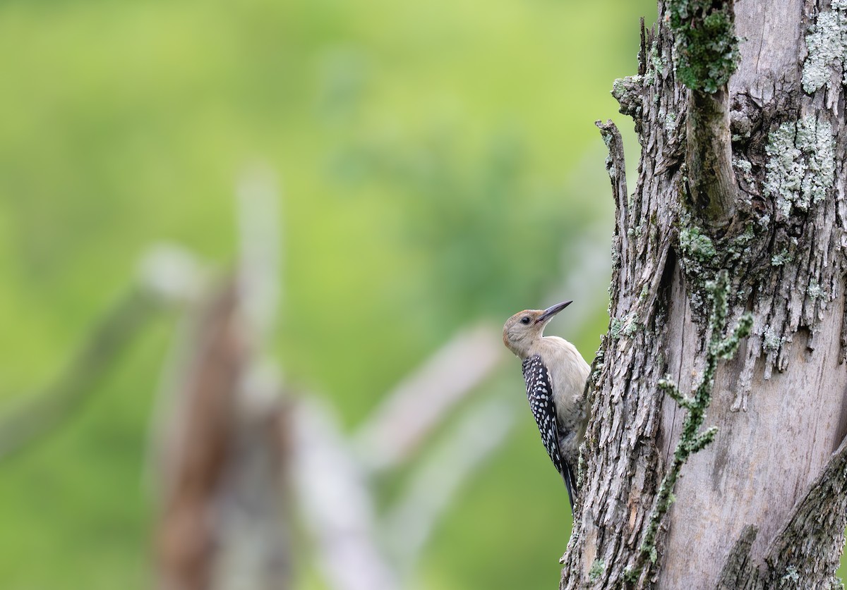 Red-bellied Woodpecker - ML638648891