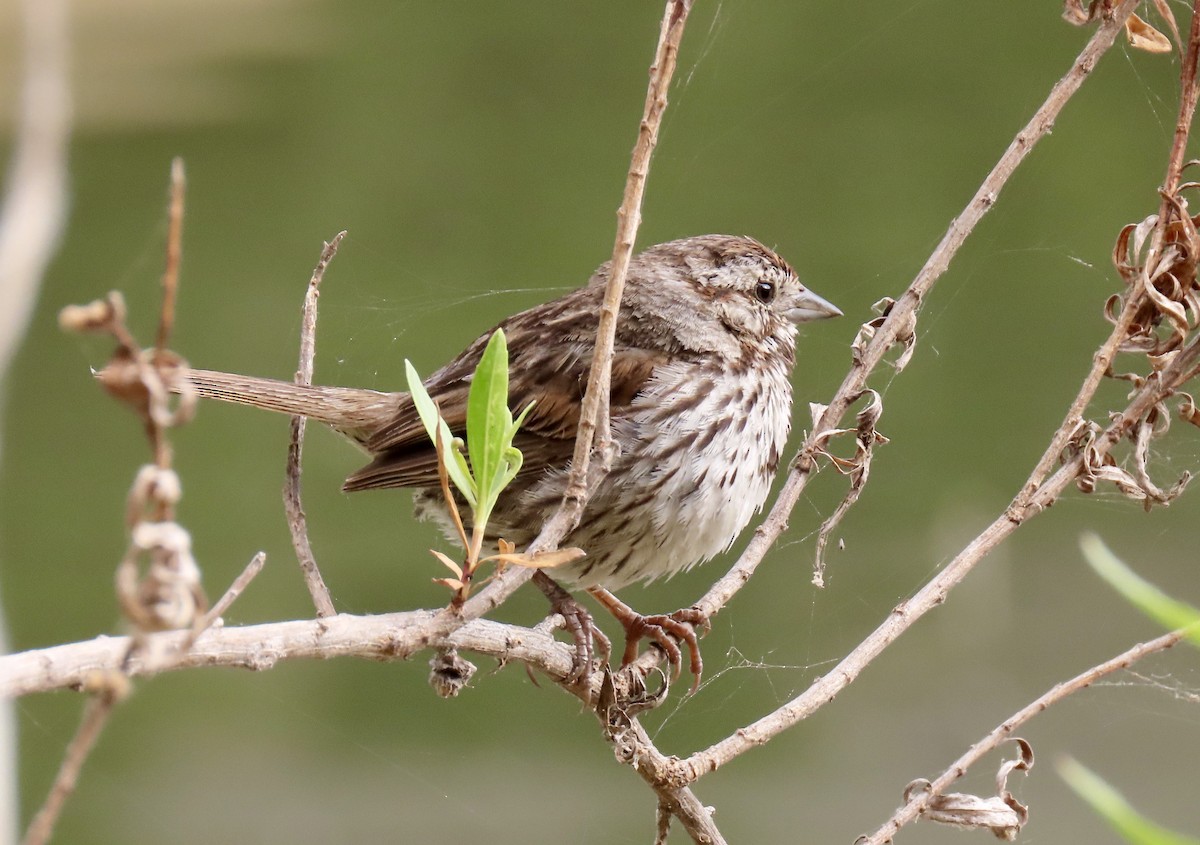 גיבתונית רוננת - ML638648892