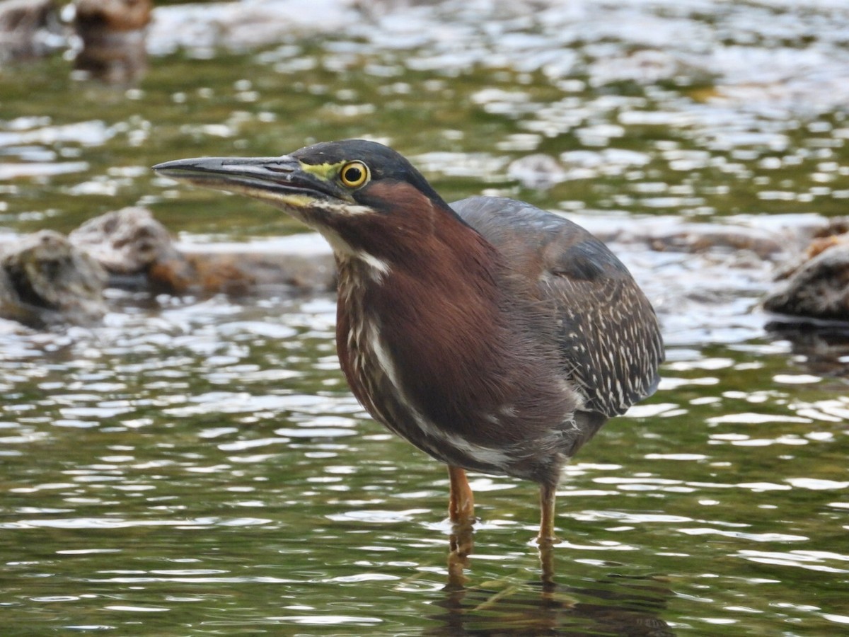 Green Heron - ML638648893