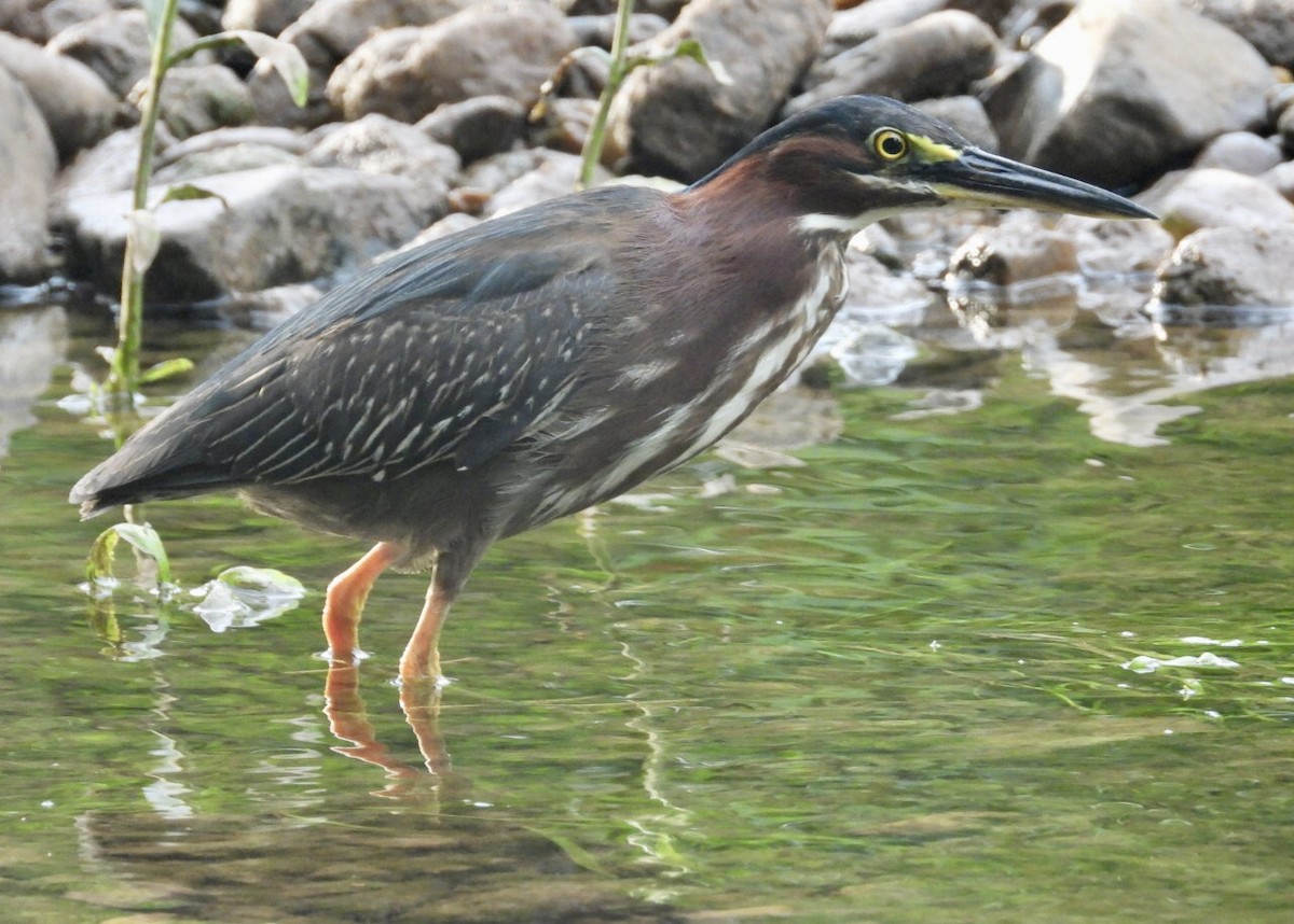 Green Heron - ML638648894