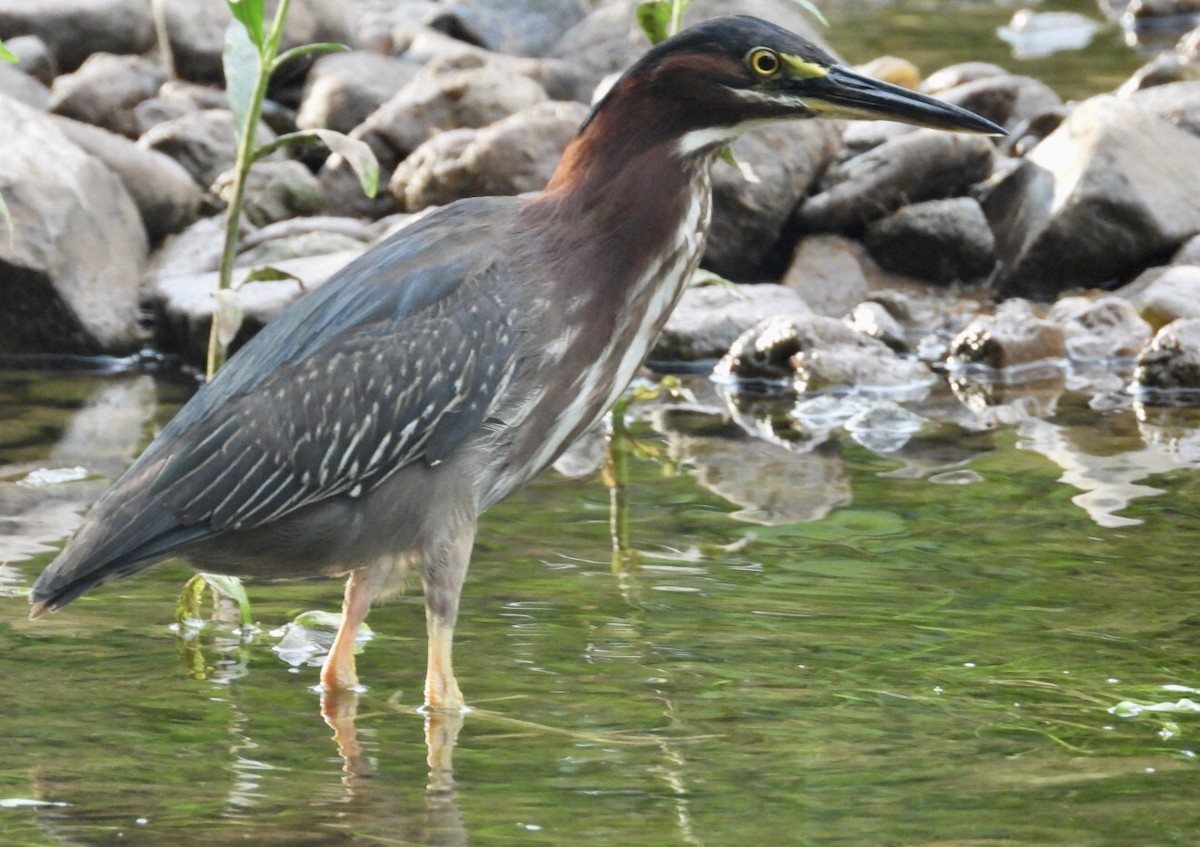 Green Heron - ML638648895