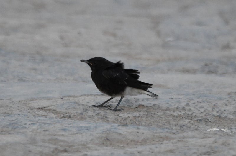 White-crowned Wheatear - ML638648900