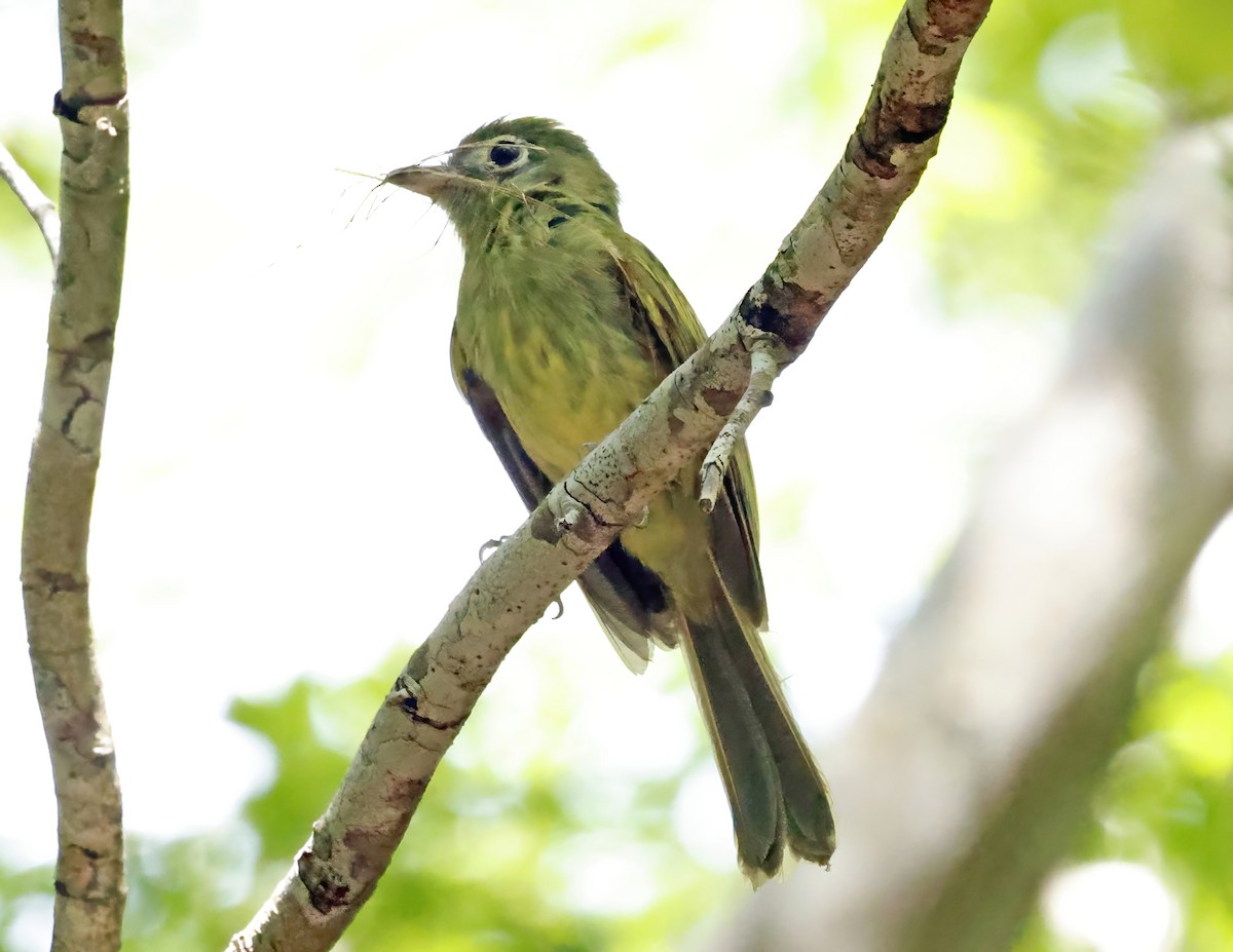 Eye-ringed Flatbill - ML638648901