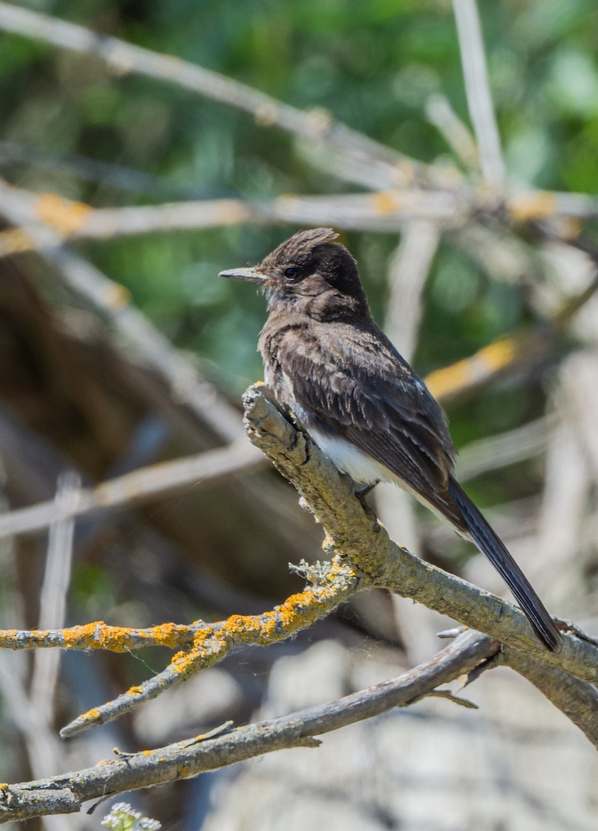 Black Phoebe - ML638648930