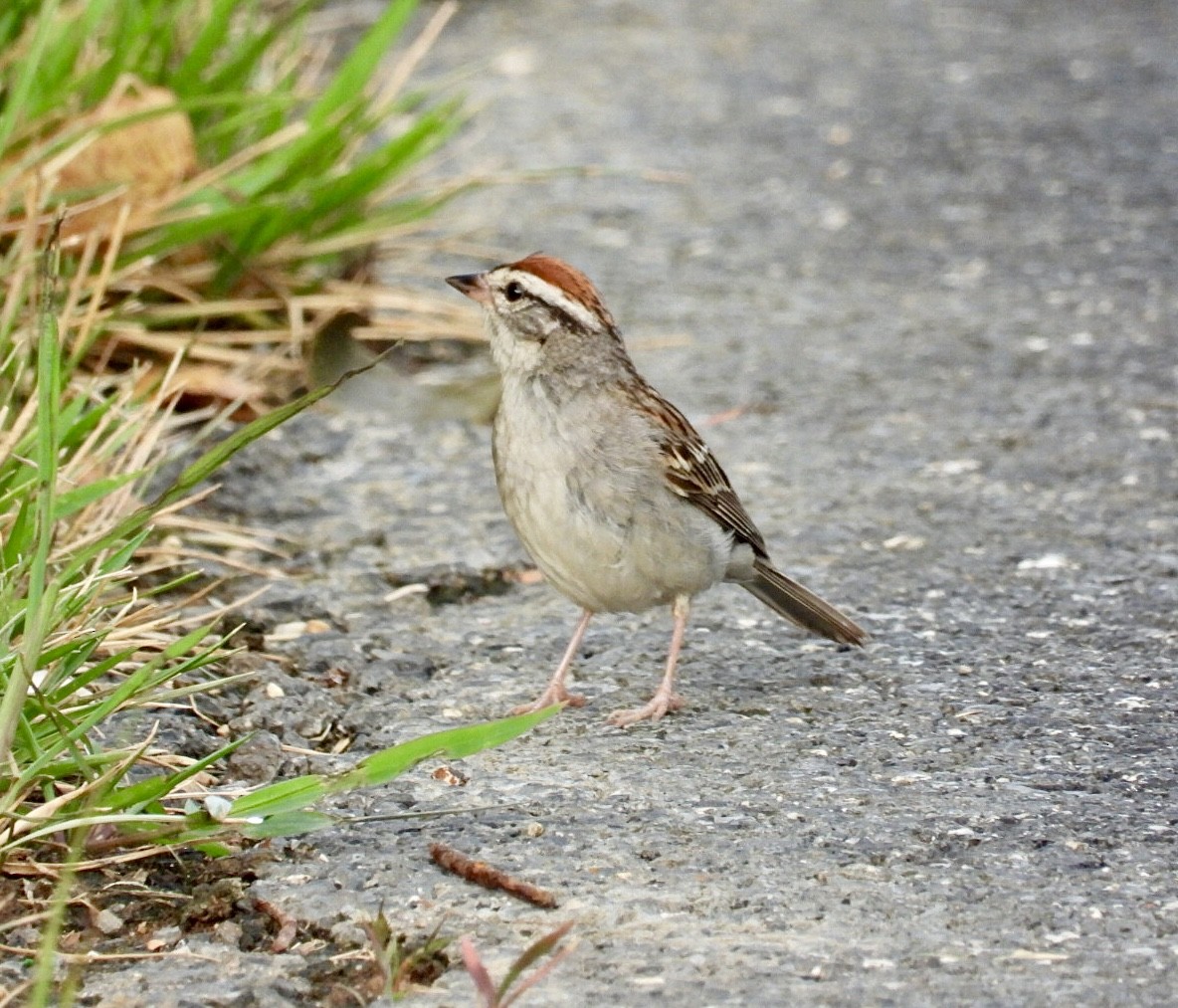 Chipping Sparrow - ML638648941