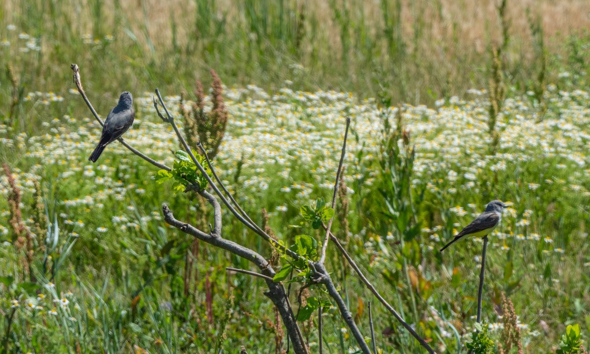 Western Kingbird - ML638648960