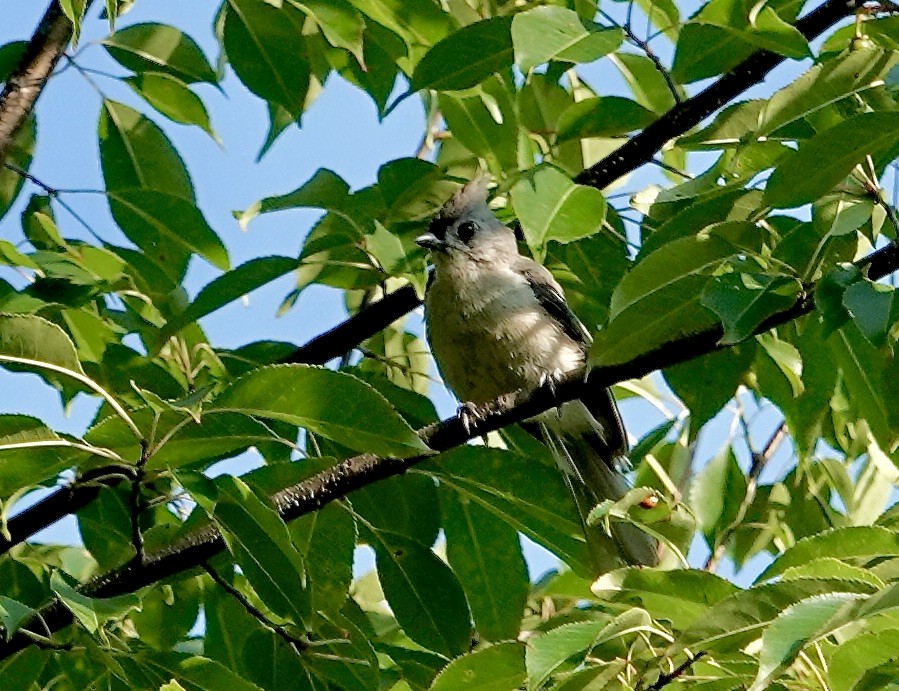 Tufted Titmouse - ML638648965