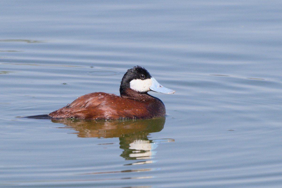 アカオタテガモ - ML638648994