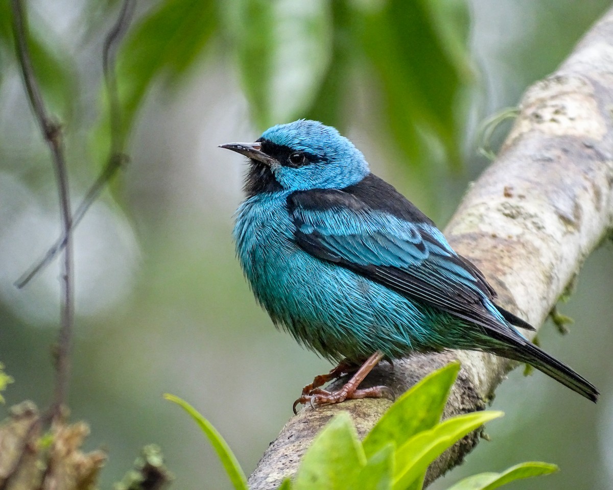Blue Dacnis - ML638649010