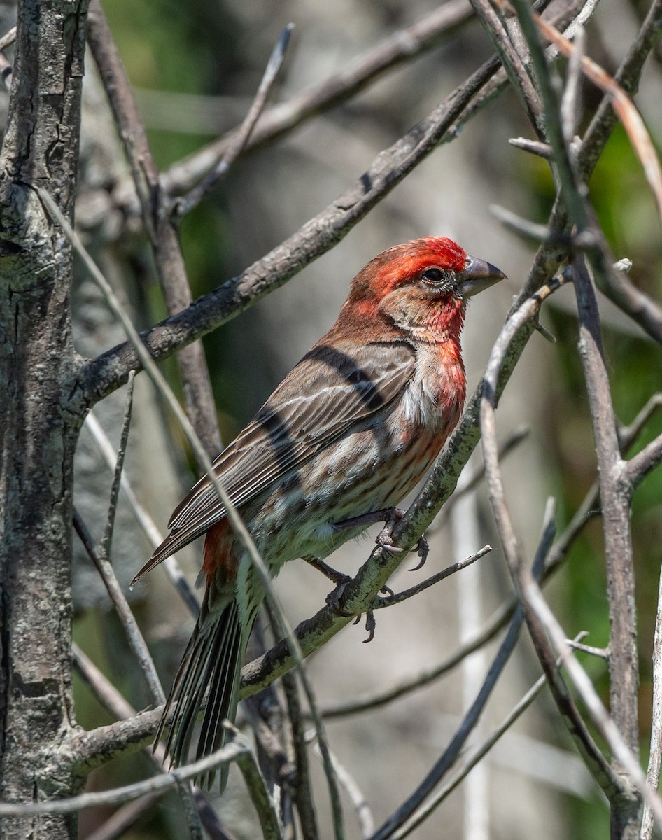 House Finch - ML638649018