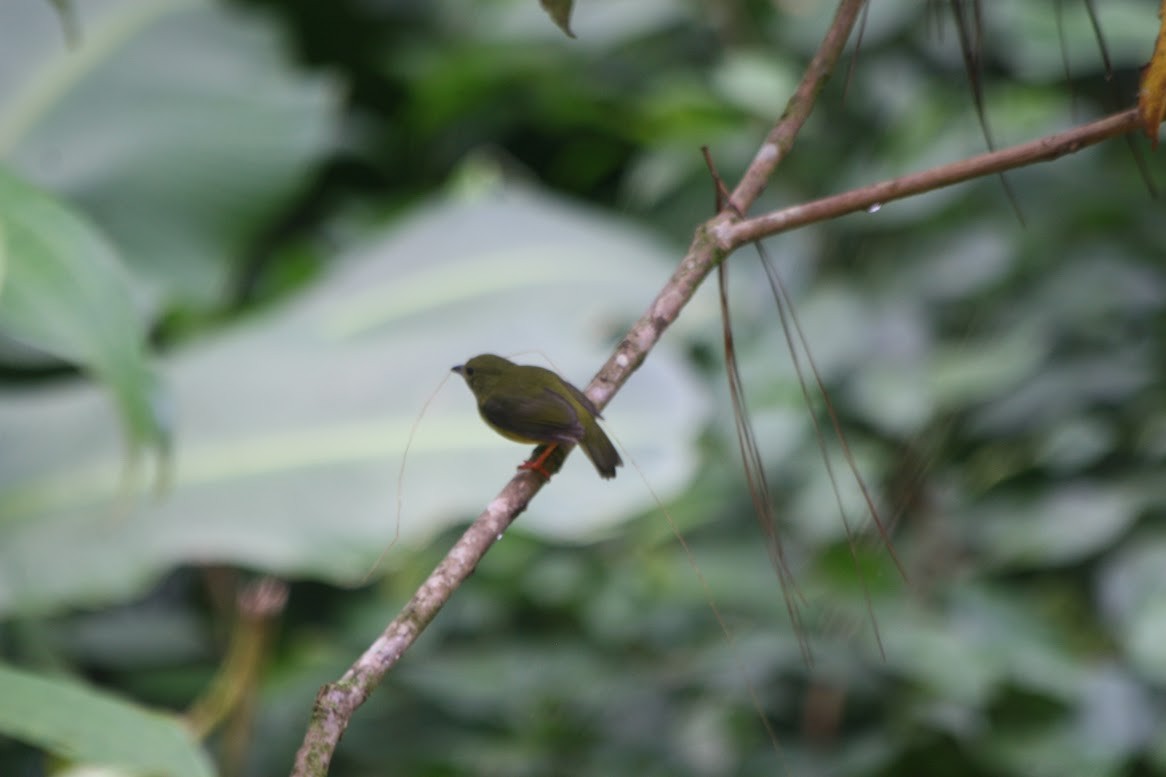 White-collared Manakin - ML638649024