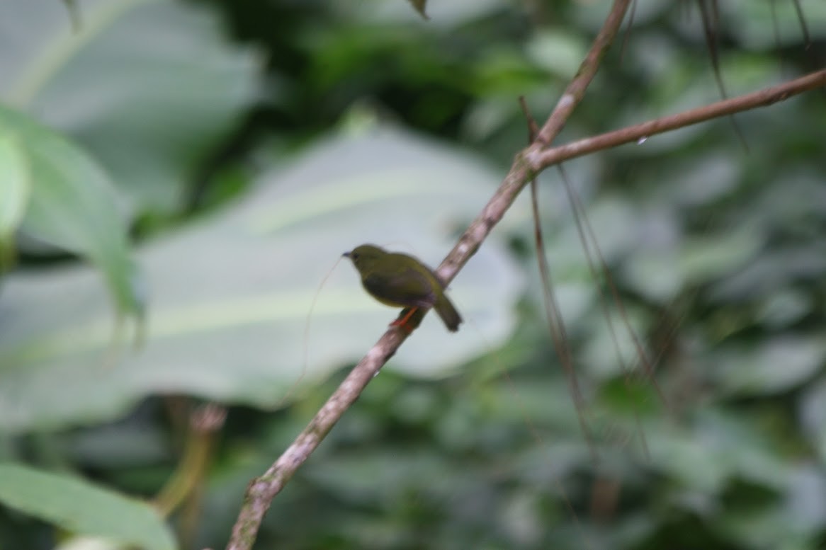 White-collared Manakin - ML638649033