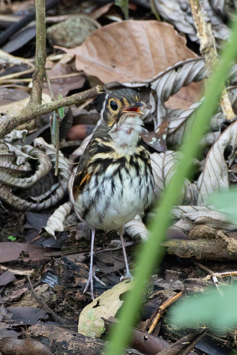 Мурашниця панамська (підвид perspicillatus) - ML638649038