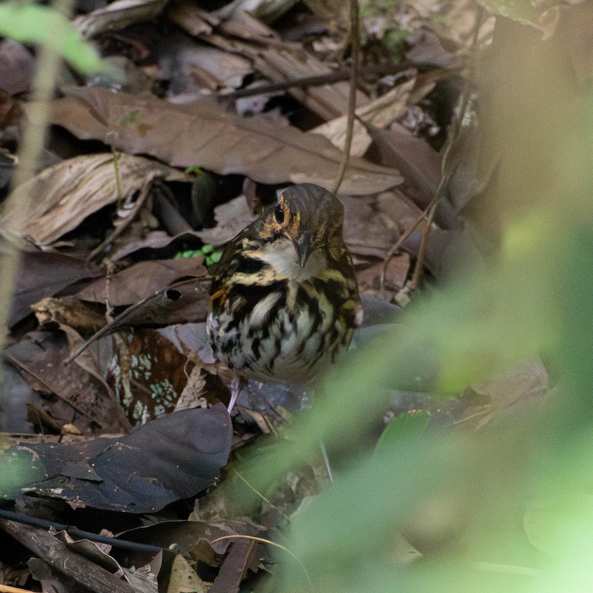 Мурашниця панамська (підвид perspicillatus) - ML638649039