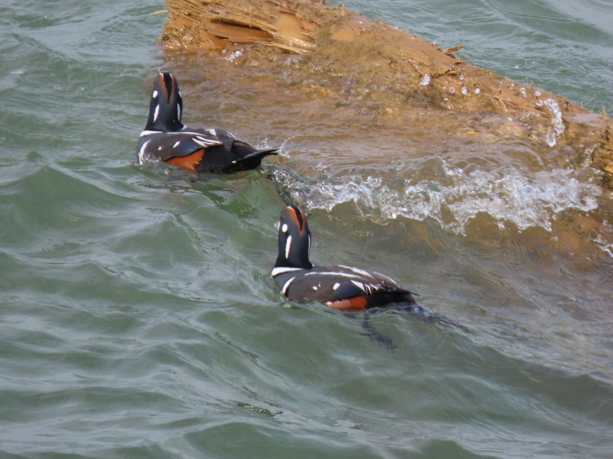 Harlequin Duck - ML638649048