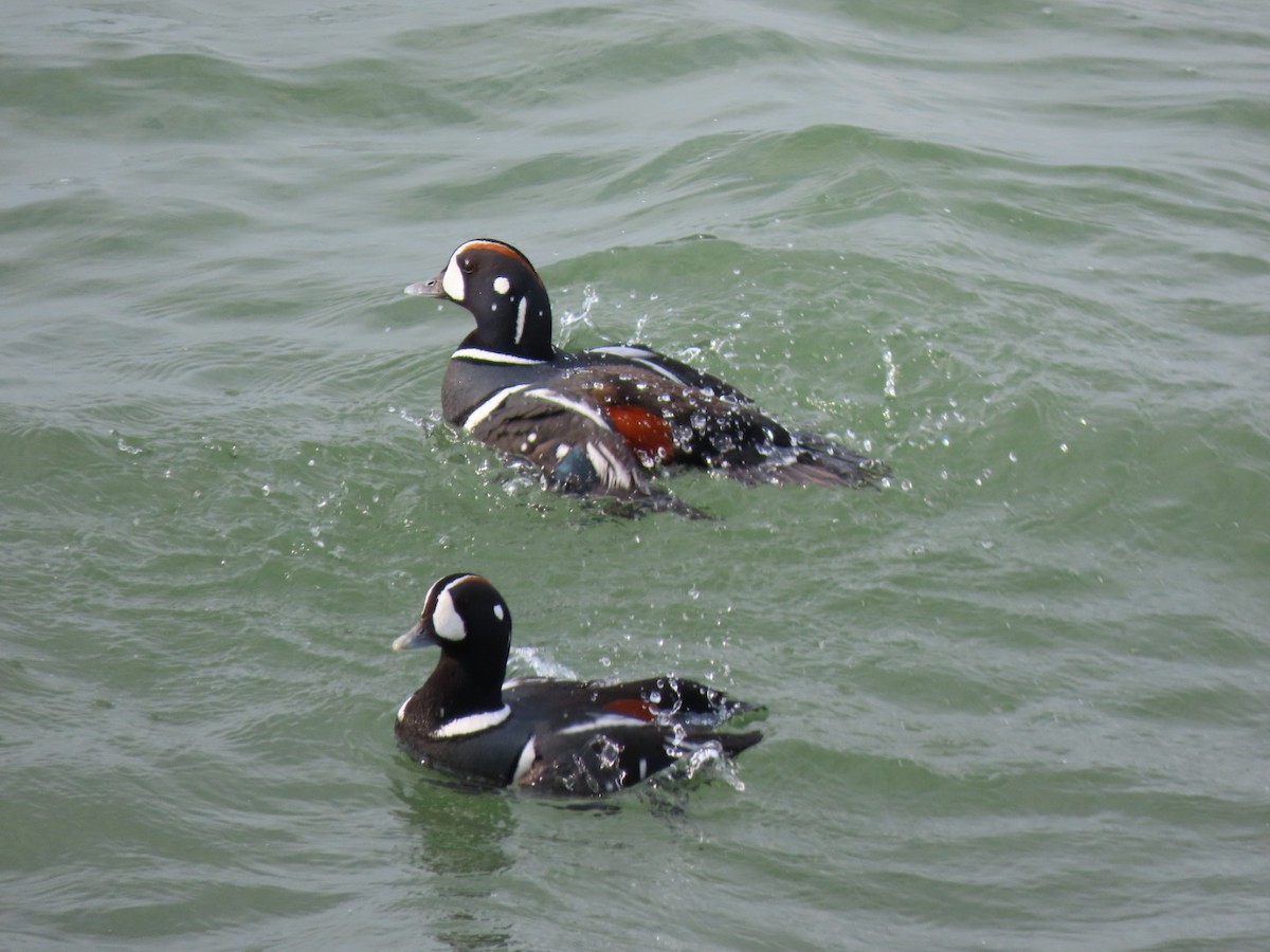 Harlequin Duck - ML638649049