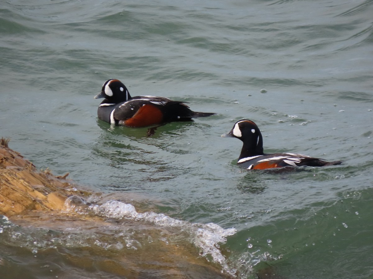 Harlequin Duck - ML638649050