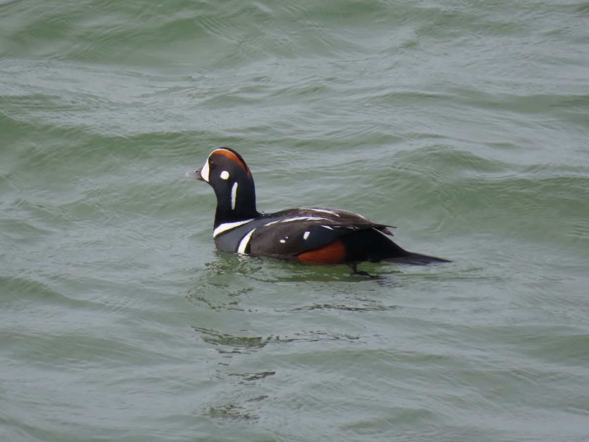 Harlequin Duck - ML638649051
