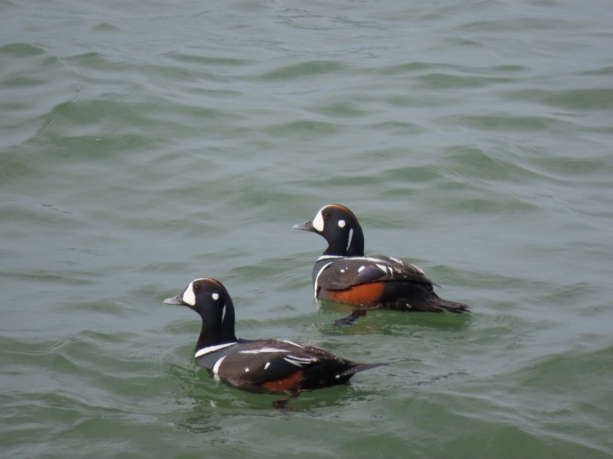 Harlequin Duck - ML638649052