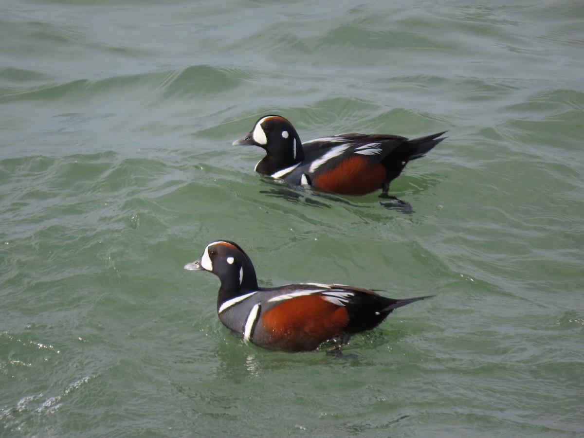 Harlequin Duck - ML638649053