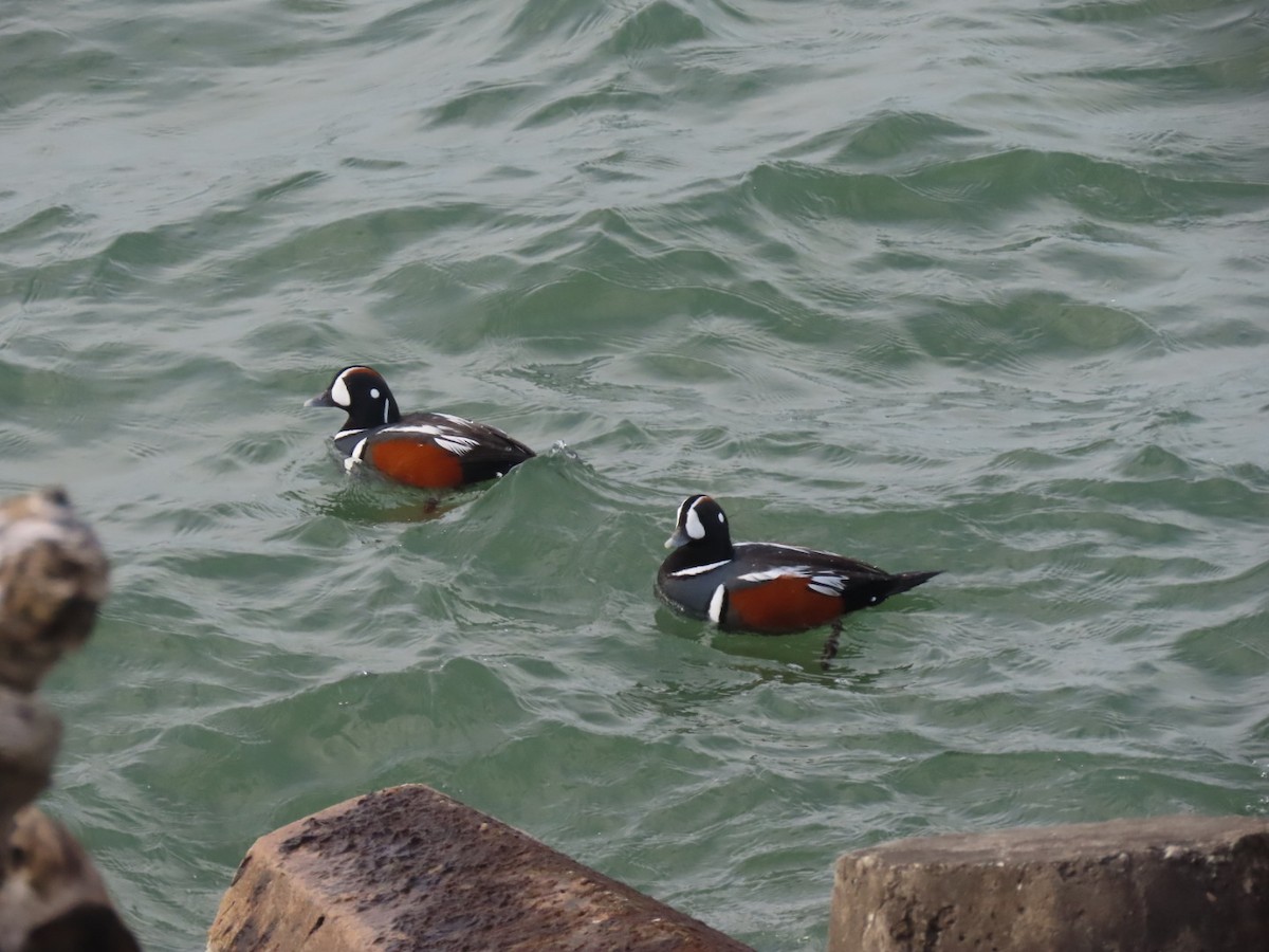 Harlequin Duck - ML638649055