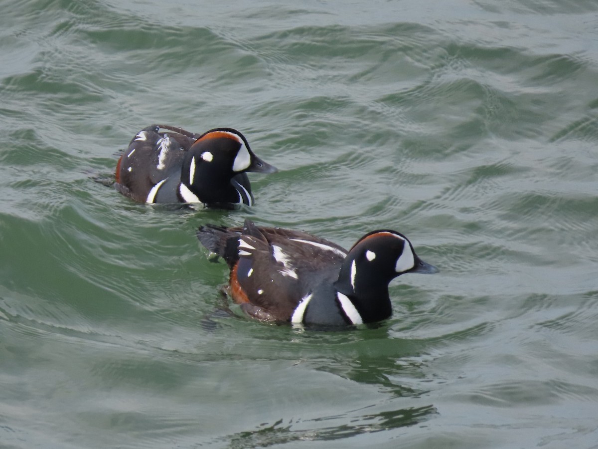 Harlequin Duck - ML638649056