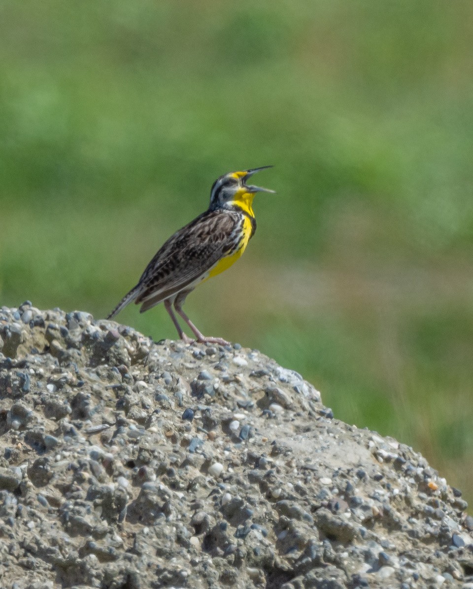 Western Meadowlark - ML638649073