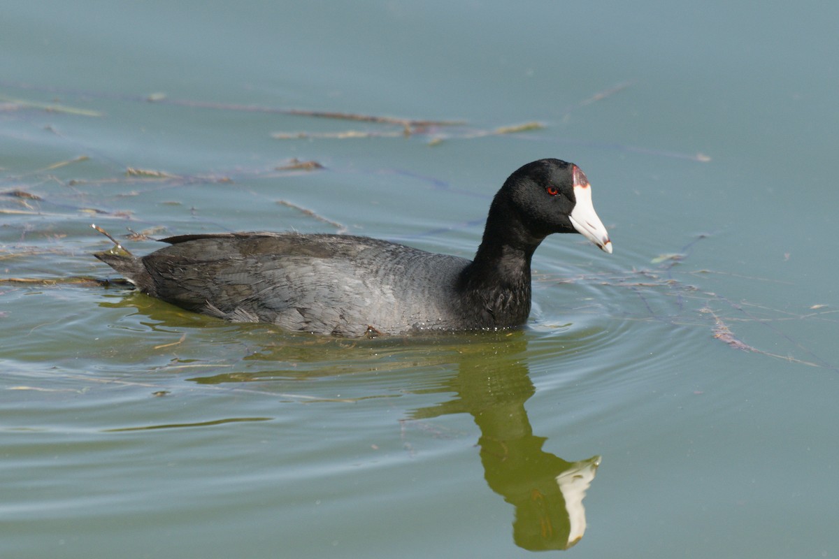 American Coot - ML638649076