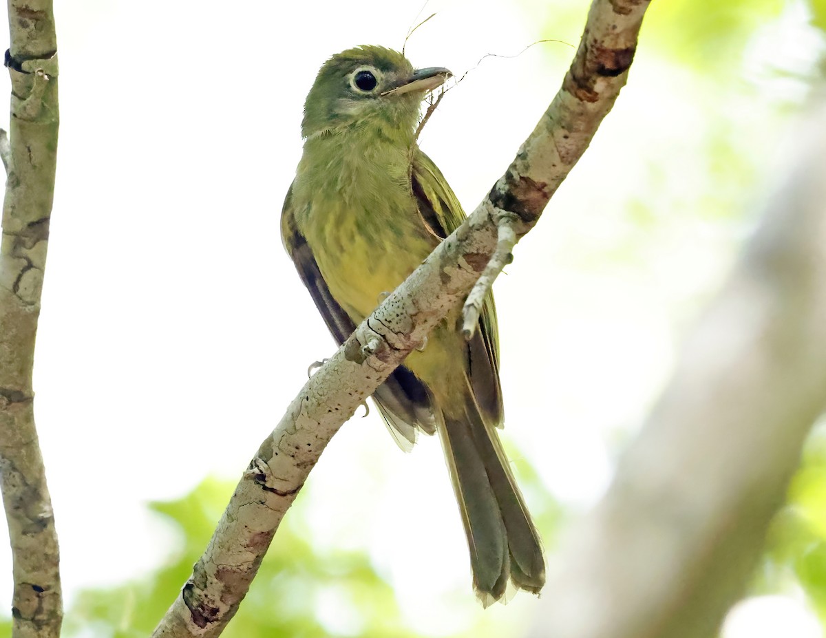 Eye-ringed Flatbill - ML638649091