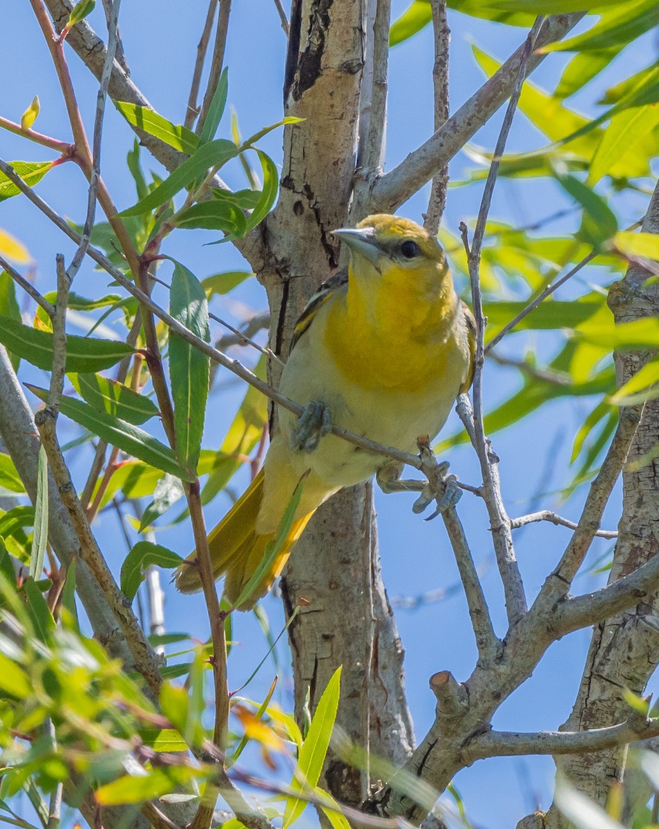 Bullock's Oriole - ML638649094
