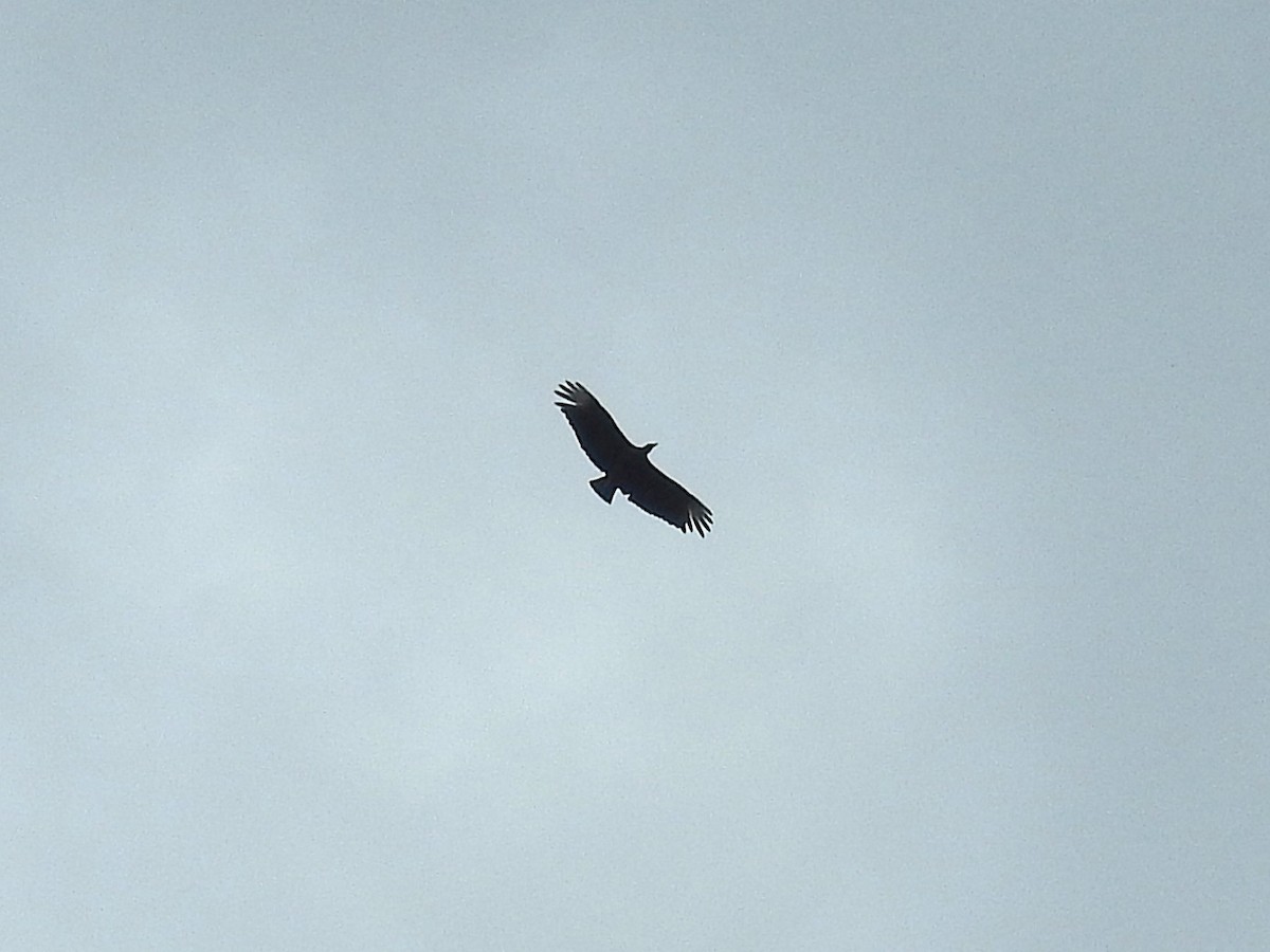 Black Vulture - ML638649098