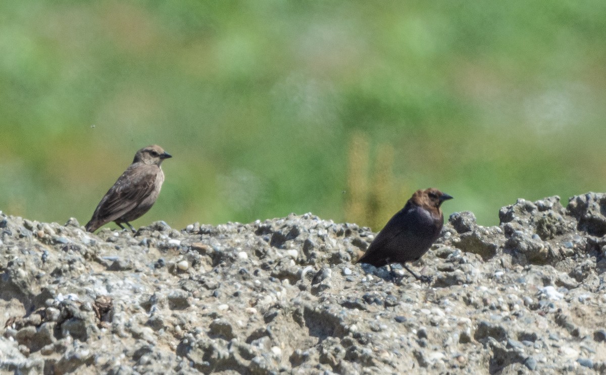 Brown-headed Cowbird - ML638649130