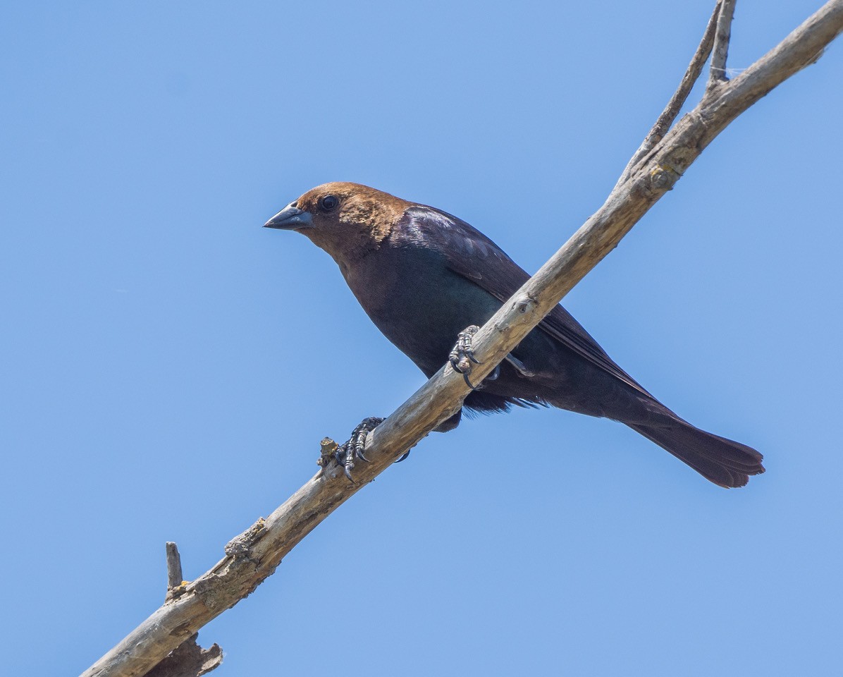 Brown-headed Cowbird - ML638649131