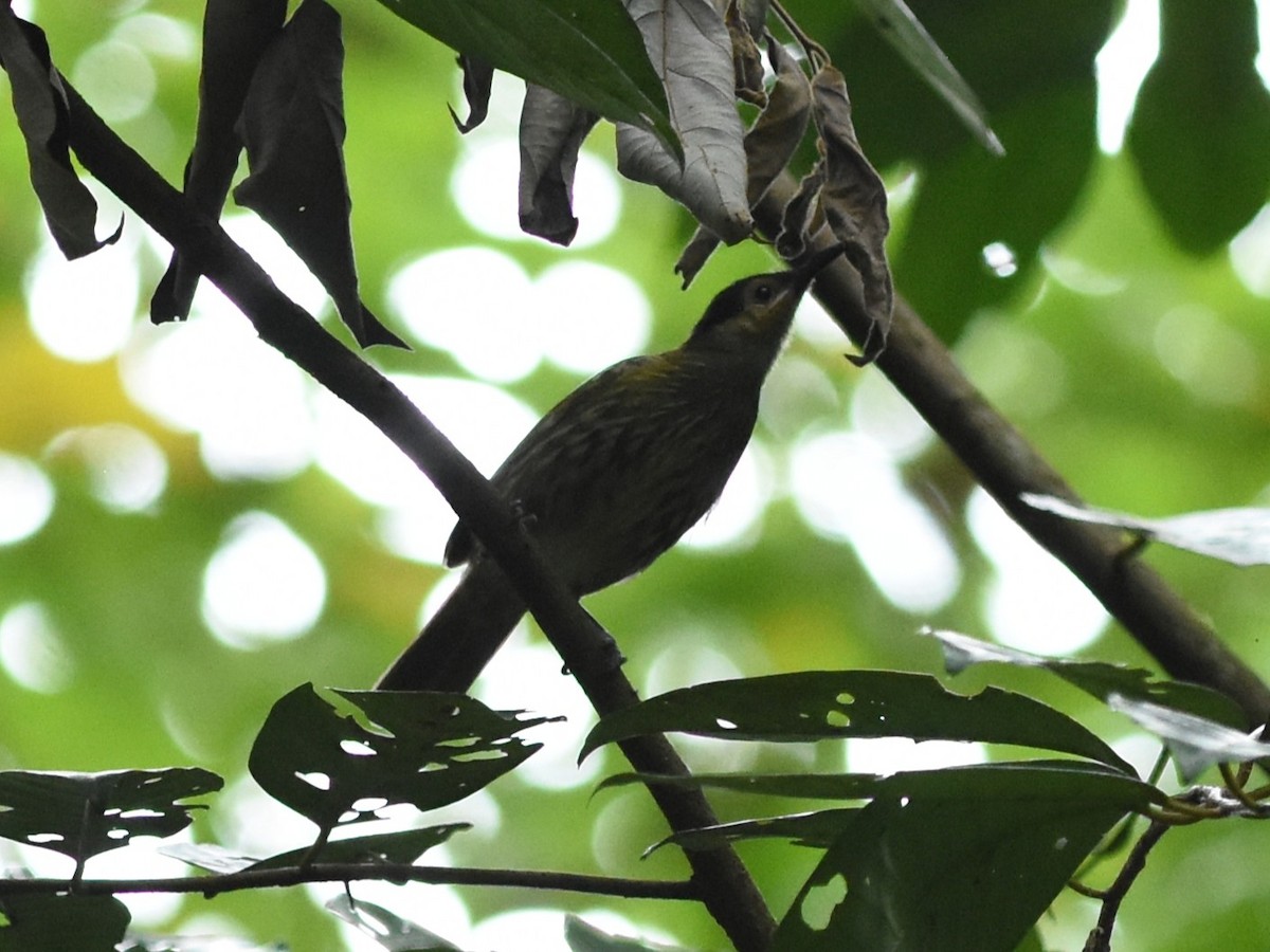 Macleay's Honeyeater - ML638649133