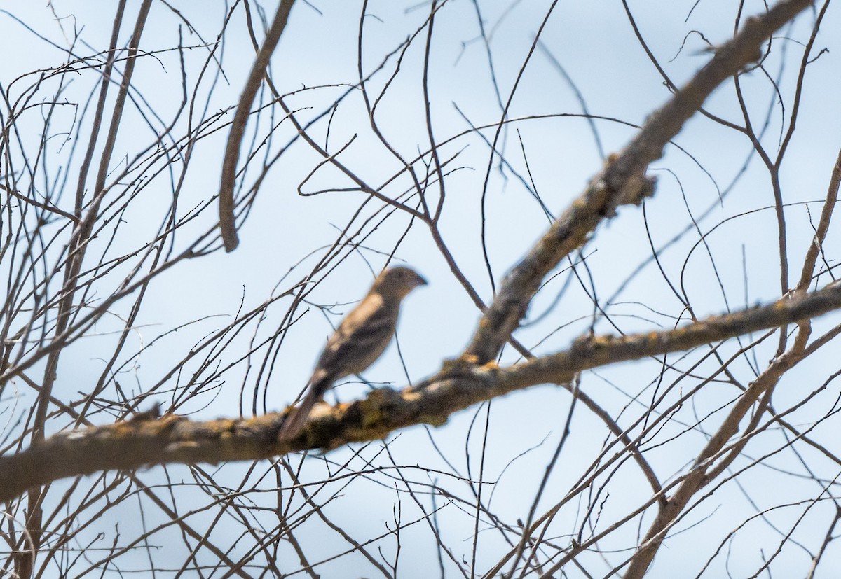 Blue Grosbeak - ML638649178