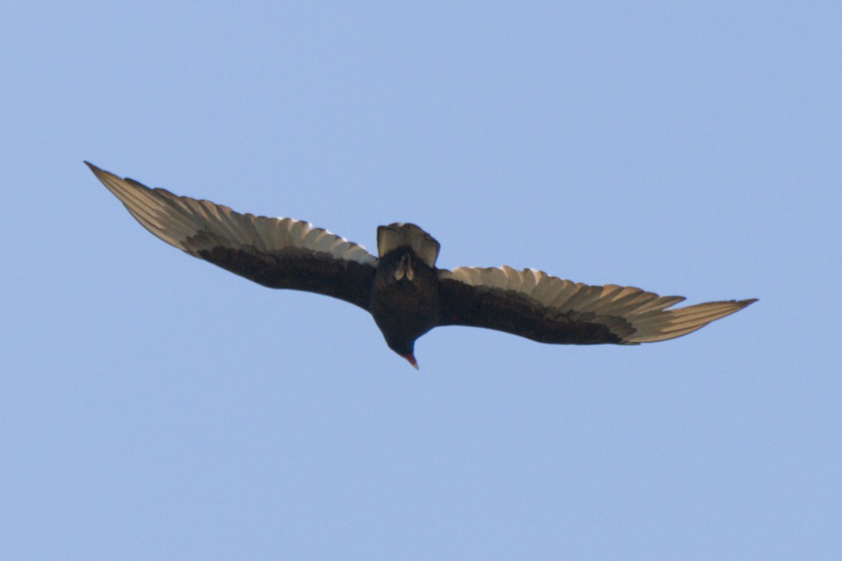 Turkey Vulture - ML638649184