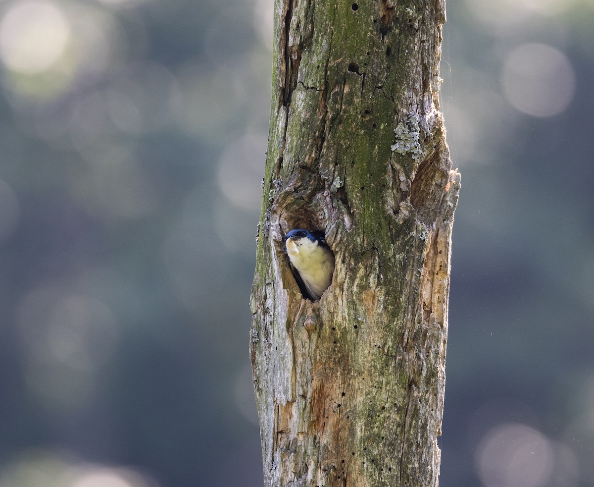 Tree Swallow - ML638649217