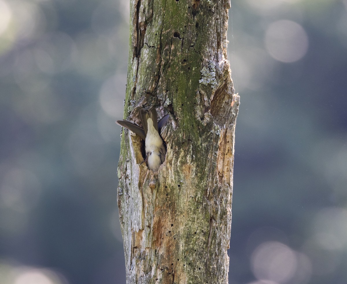 Tree Swallow - ML638649218