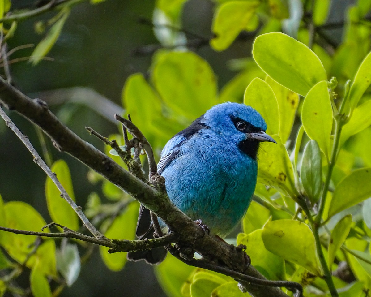Blue Dacnis - ML638649221