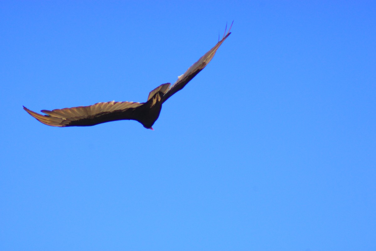 Turkey Vulture - ML638649252