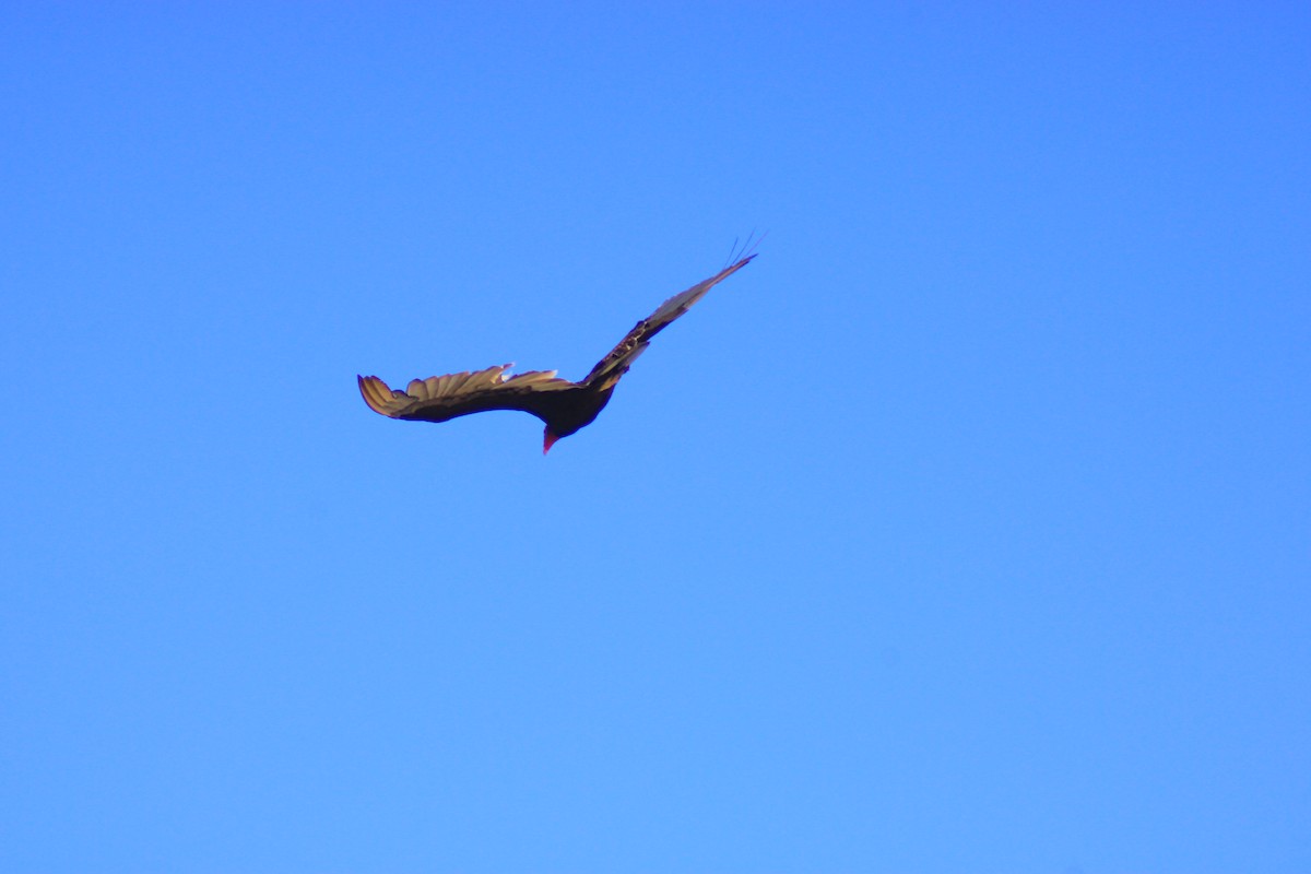 Turkey Vulture - ML638649253