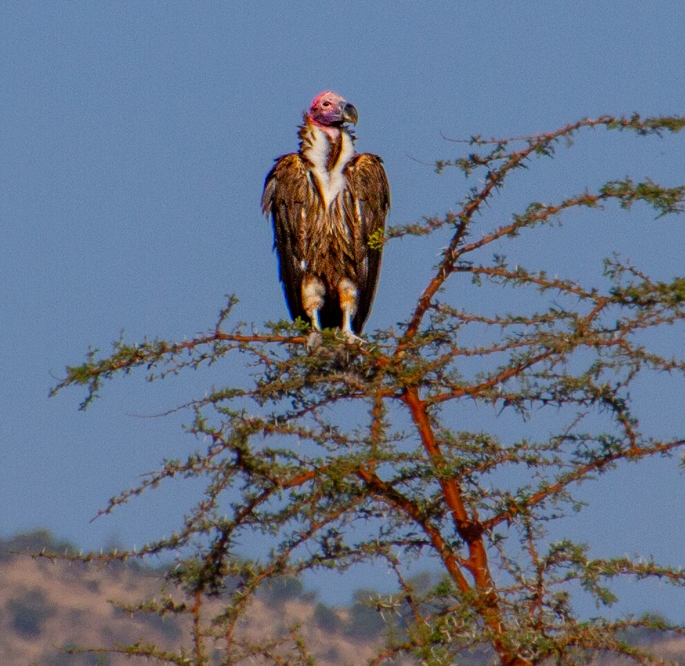 Lappet-faced Vulture - ML638649265