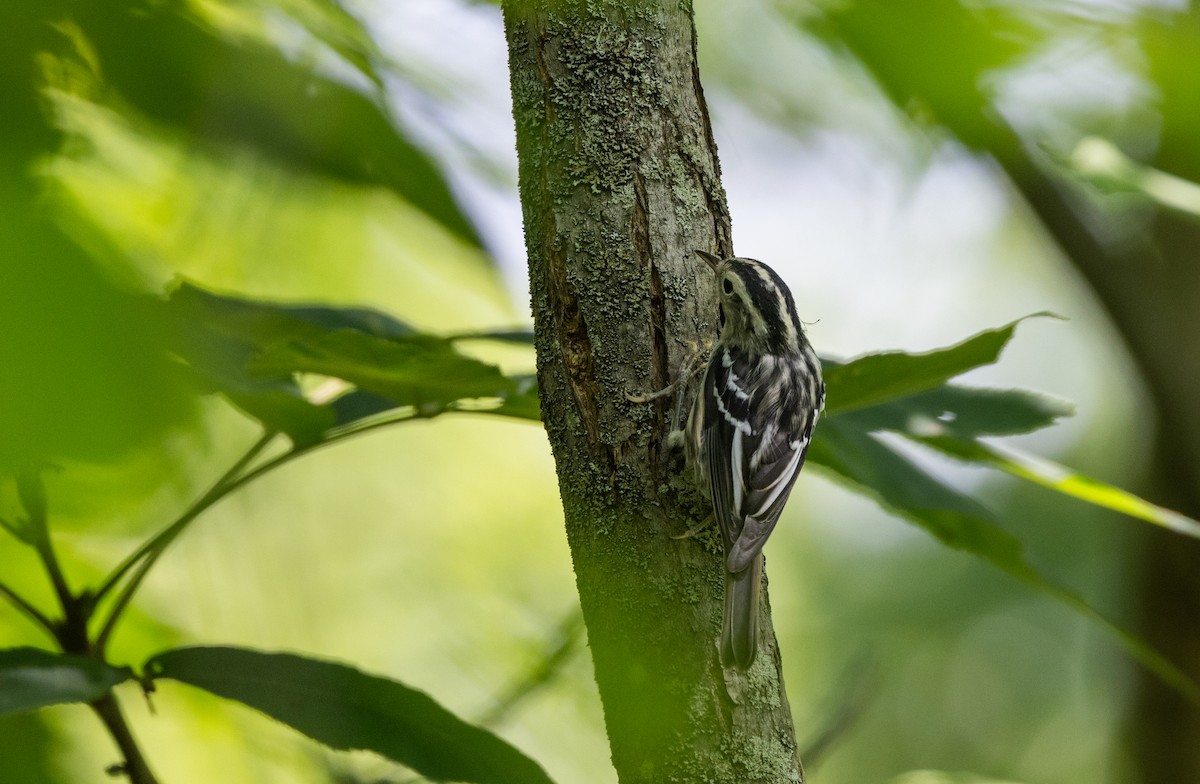 Black-and-white Warbler - ML638649275