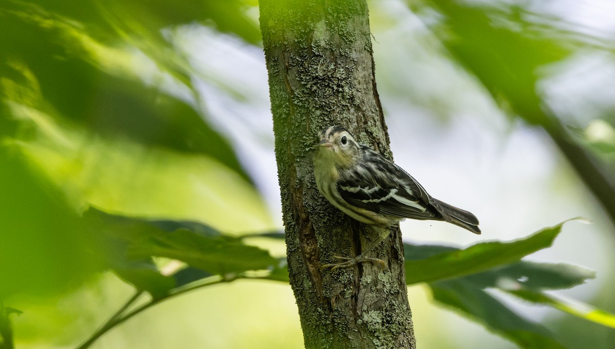 Black-and-white Warbler - ML638649276