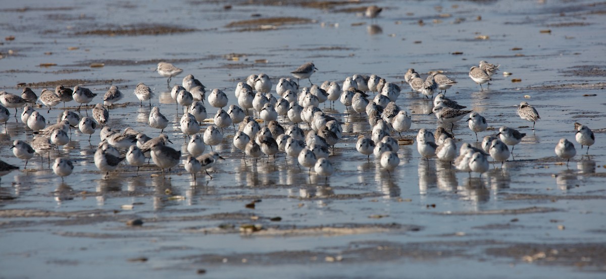 Sanderling - ML638649323