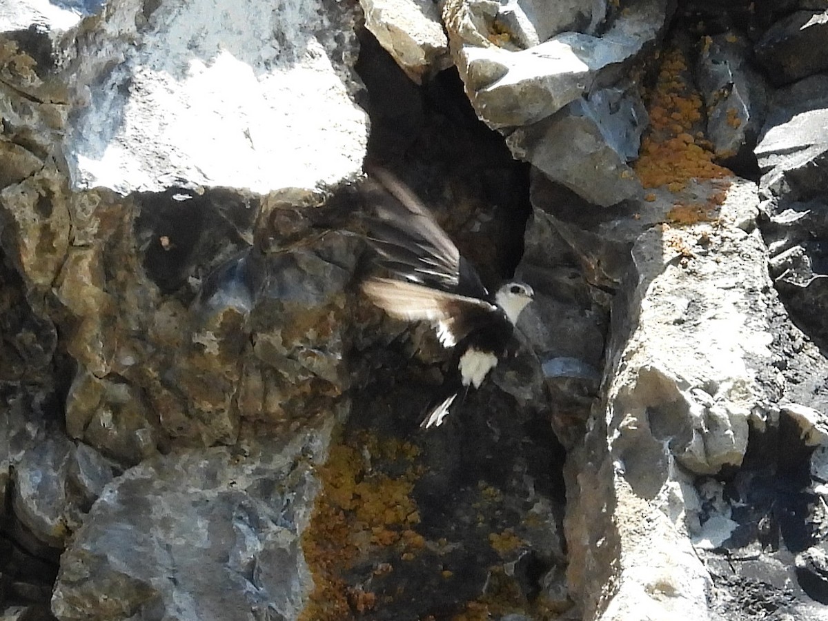 White-throated Swift - ML638649326