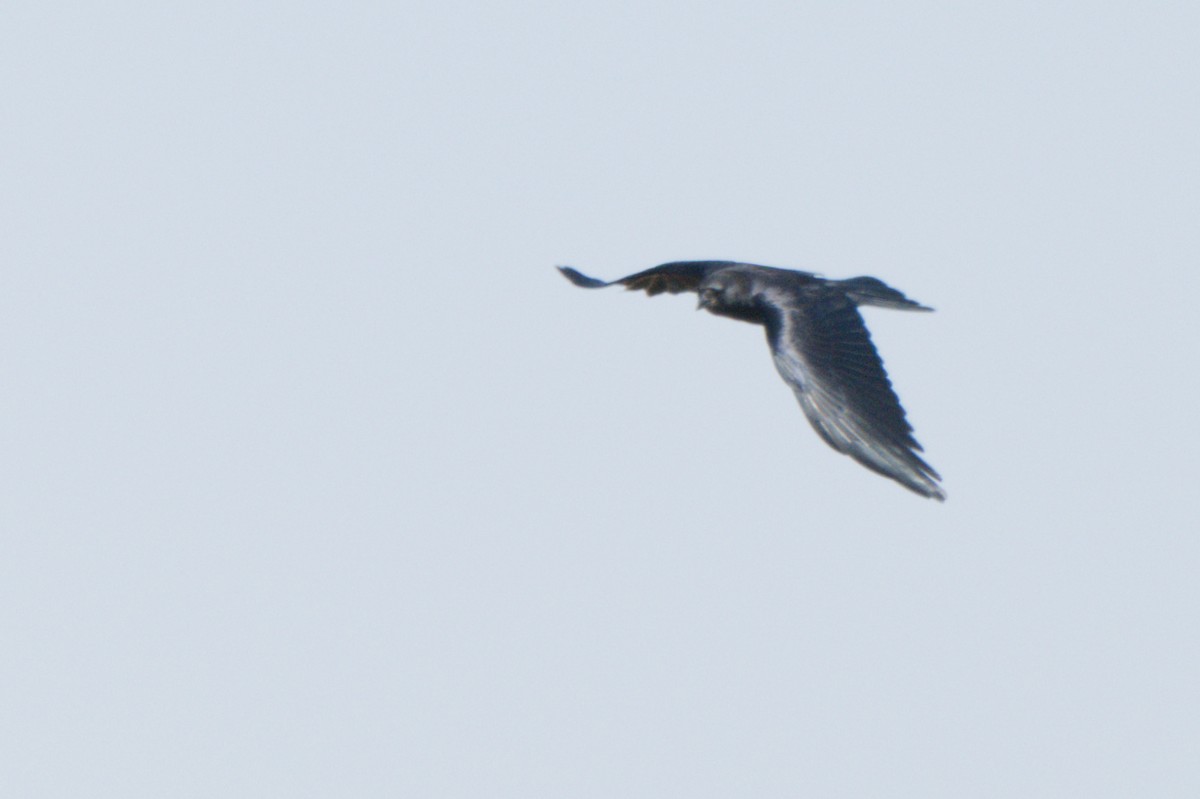 American Crow - ML638649357